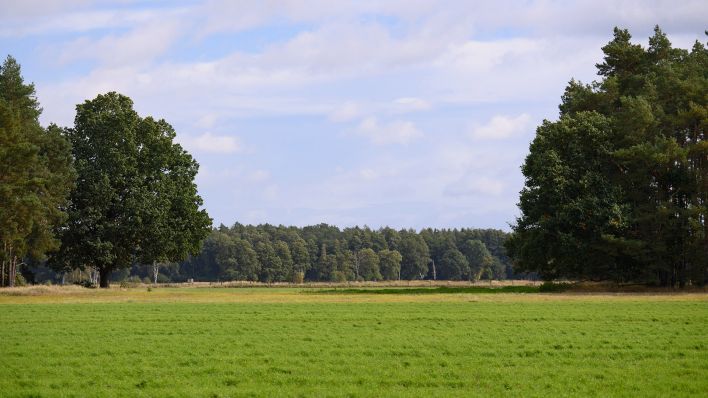 Archivbild vom 30.09.2021, nicht die betroffene Fläche: Bäume wachsen zu beiden Seiten eines Feldes nahe dem Ortseingang und dem Weg nach Krewelin in Zehdenick, Brandenburg (Quelle: dpa / Sören Stache).