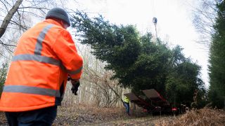 24.11.2023: Der Weihnachtsbaum für das Bundeskanzleramt wird im Eberswalder Stadtwald auf einen Lastwagen geladen. (Quelle: dpa/Christoph Gollnow)