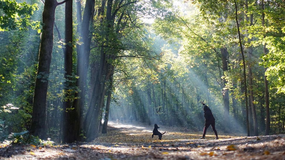 Eine Frau macht am Morgen mit ihrem Hund einen Spaziergang im Grunewald (Quelle: dpa/Caro/Sorge)