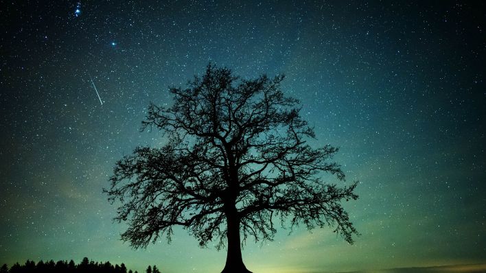 Symbolbild:Eine Sternschnuppe ist während des Geminiden-Meteteorstroms am Sternenhimmel über einem Baum zu sehen.(Quelle:picture alliance/dpa/M.Balk)