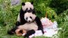 Eine Torte aus Eis, Gemüse und Früchten gibt es anlässlich ihres vierten Geburtstags für die Pandabären Pit und Paule am 31.08.2023 im Berliner Zoo (Quelle: dpa / Bernd von Jutrczenka).