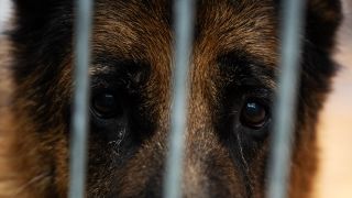 Symbolbild:Ein Schäferhund schaut durch das Gitter seines Zwingers im Tierheim Berlin.(Quelle:picture alliance/dpa/H.P.Albert)