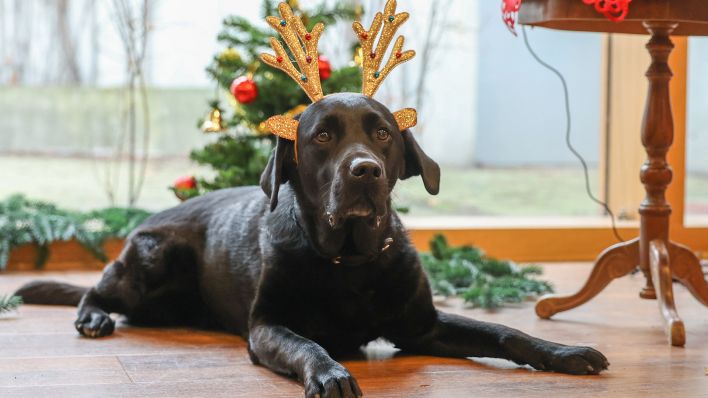 Archivbild: Balu ist beim Weihnachtsfest der Tiere im Tierheim Berlin weihnachtlich geschmückt. (Quelle: dpa/J. Carstensen)