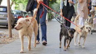 Symbolbild: Eine Hundehalterin geht in Berlin mit drei Mischlingen an der Leine spazieren. (Quelle: dpa/Wüstenhagen)