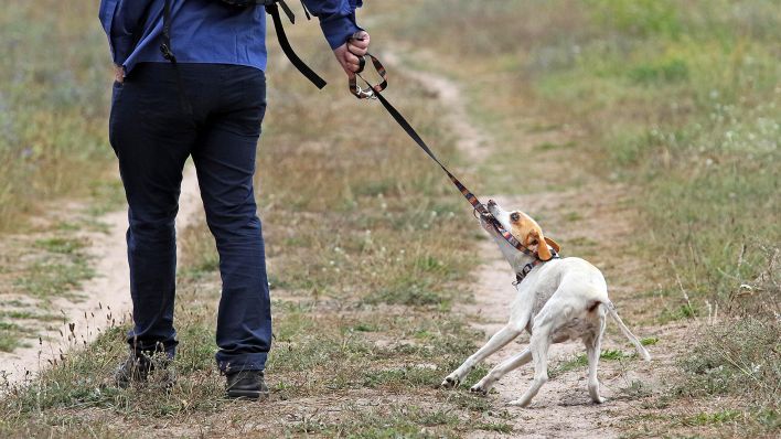 Symbolbild: Hund beisst am 22.09.2018 beim Gassi gehen in die Leine. (Quelle: dpa/Caro/Sorge)