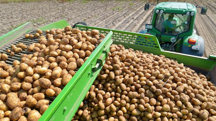 Symbolbild: Eine Kartoffelrodemaschine erntet Kartoffeln in Brandenburg. (Quelle: dpa/Patrick Pleul)