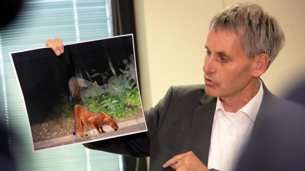 Archivbild: Michael Grubert (SPD), Bürgermeister von Kleinmachnow, erklärt bei einem Pressegespräch anhand von Fotos, weshalb es sich bei dem gesuchten Raubtier um keine Löwin handelt. Die Polizei hat auf der Suche nach einer mutmaßlichen Löwin Entwarnung gegeben. (Quelle: dpa/Zinken)