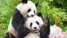 Die Pandas Meng Xiang (oben) und Meng Yuan am 31. August 2023 im Berliner Zoo. (Quelle: Picture Alliance/XinHua/Ren Pengfei)
