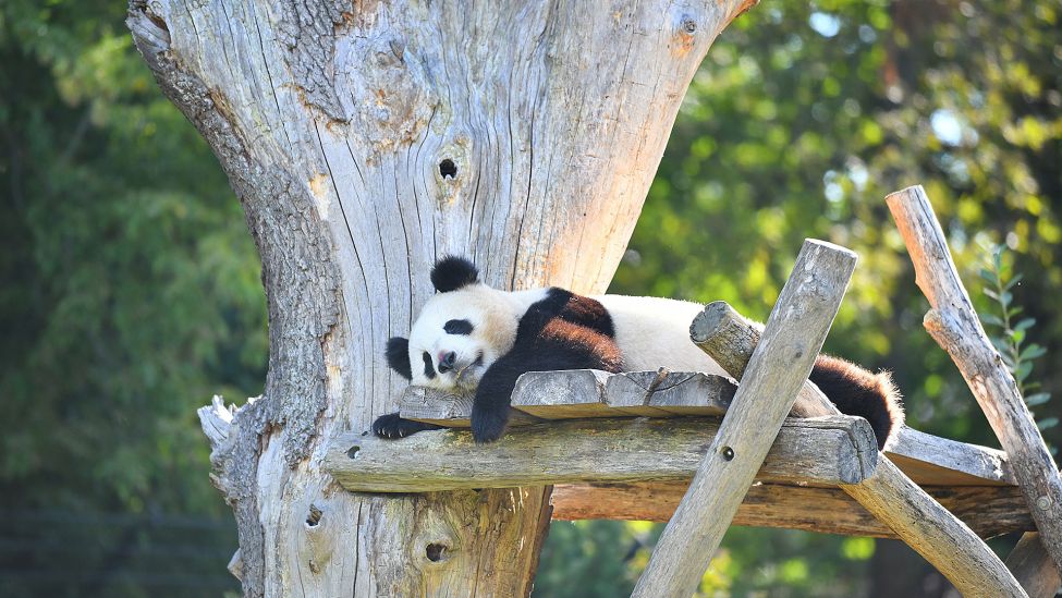 Panda Meng Yuan liegt am 31. August 2022 in seinem Gehege im Berliner Zoo. (Quelle: Picture Alliance/XinHua/Ren Pengfei)