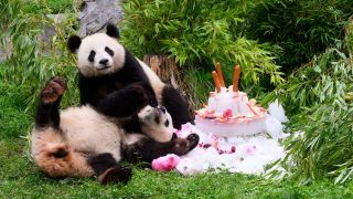 Eine Torte aus Eis, Gemüse und Früchten gibt es anlässlich ihres vierten Geburtstags für die Pandabären Pit und Paule im Berliner Zoo. (Quelle: dpa/Bernd von Jutrczenka)