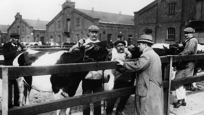 Veterinär um 1921 bei der Untersuchung von Rindern am Zentral-Schlachthof Eldenaer Straße in Berlin Friedrichshain. (Quelle: akg-images/Otto Haeckel)