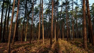 Archivbild: Die Morgensonne scheint in einen Wald im Landkreis Oder-Spree im Osten des Landes Brandenburg. (Quelle: dpa/Pleul)