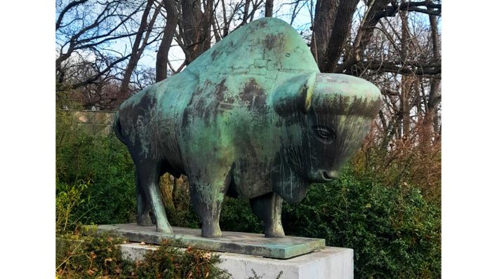 Sanfter Außenseiter: Bison in Friedrichsfelde (Quelle: rbb/Julia S. Fischer)