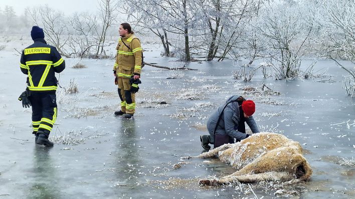 Eine Veterinärin notiert am 11.01.2024 die Nummer einer Kuh, die in einem Überflutungsgebiet eingefroren ist. (Quelle: dpa/Cevin Dettlaff)