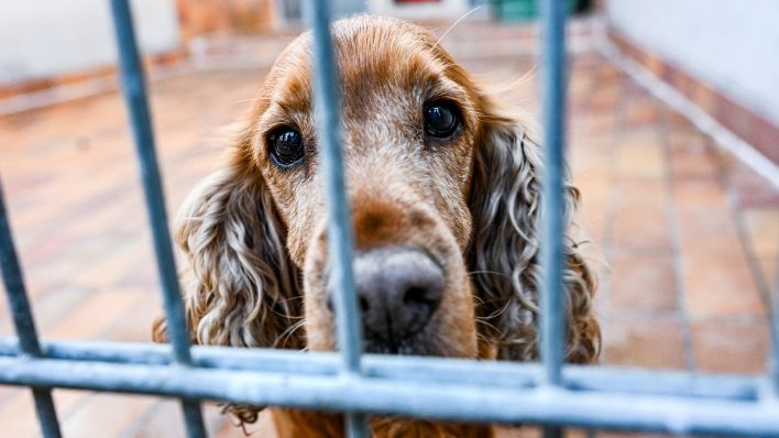 Hund Sunny lebt sein 12 Jahren im Berliner Tierheim (Bild: imago images/Funke)