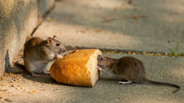 Symbolbild: Wanderratten Rattus norvegicus fressen Brot. (Quelle: IMAGO/Frank Sommariva)