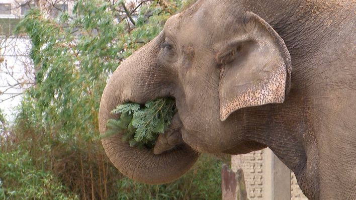 Ein Elefant isst einen Weihnachtsbaum.