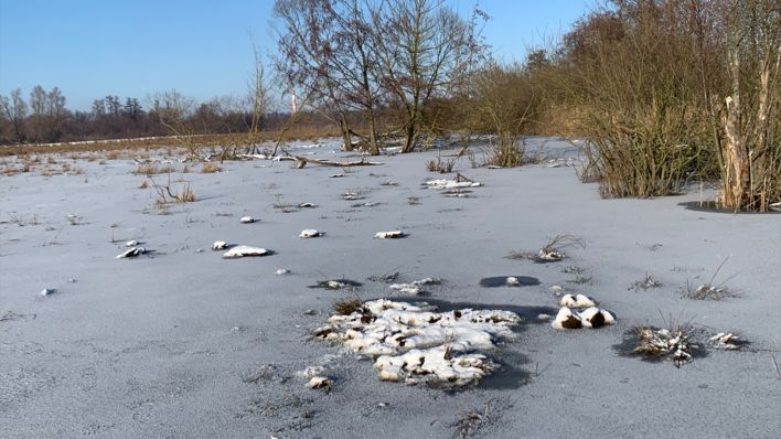 Erfrorene Kühe von Weide in Brandenburg an der Havel abtransportiert. (Quelle: rbb/Lichnau)