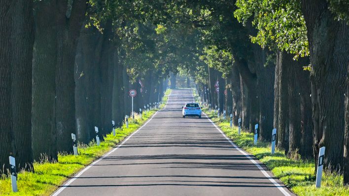 Symbolbild: Ein Auto fährt eine Eichenallee entlang. Die Bäume an dieser Straße in Ostbrandenburg sind über 100 Jahre alt (Quelle: dpa / Patrick Pleul).