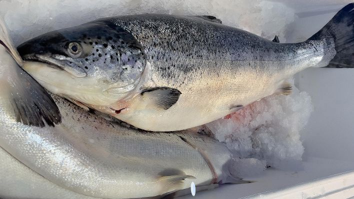 Archivbild: Lachsfisch in einem Behälter mit Eis. (Quelle: Picture Alliance / Frank Schneider)