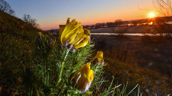Archivbild: Im Licht der aufgehenden Morgensonne leuchten die noch geschlossenen Blüten von Adonisröschen an den Oderhängen im Landkreis Märkisch-Oderland in Lebus (Brandenburg). (Quelle: dpa/P. Pleul)