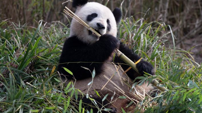 Archivbild: Panda-Dame Meng Meng läßt es sich im Zoo Berlin schmecken. (Quelle: dpa/Zinken)