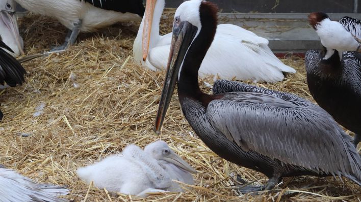 In der Pelikan-Kolonie im Berliner Tiergarten herrscht ungewöhnliches Familienglück. Zwei Adoptivväter kümmern sich um ein kleines Fleckschnabelpelikan-Küken, berichtet der Tierpark. (Quelle: dpa/Tierpark Berlin)