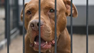 Symbolbild: Ein American Staffordshire Terrier schaut am 12.07.2023 durch das Gitter seines Zwingers in einem Brandenburger Tierheim. (Quelle: dpa-Bildfunk/Patrick Pleul)