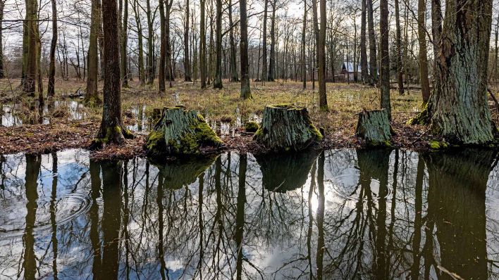 Symbolbild: Im Wasser eines Fließes (Wasserstraße) spiegeln sich Bäume am Ufer. (Quelle: dpa/F. Hammerschmidt)