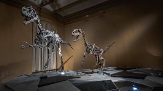 Dinosaurier stehen im Berliner Naturkundemuseum. (Quelle: Imago/Jürgen Ritter)