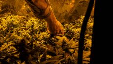 Symbolbild: Ein Mitarbeiter einer professionell und legal betriebenen Cannabis-Plantage in Colorado / USA kontrolliert Blüten (Quelle: imago images / Kirill Vasilev).
