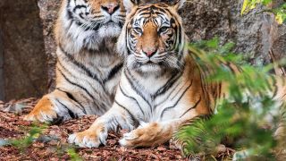Sumatra Tiger Mayang und Jae-Jae (Quelle: Zoo Berlin/Karl Broeseke)