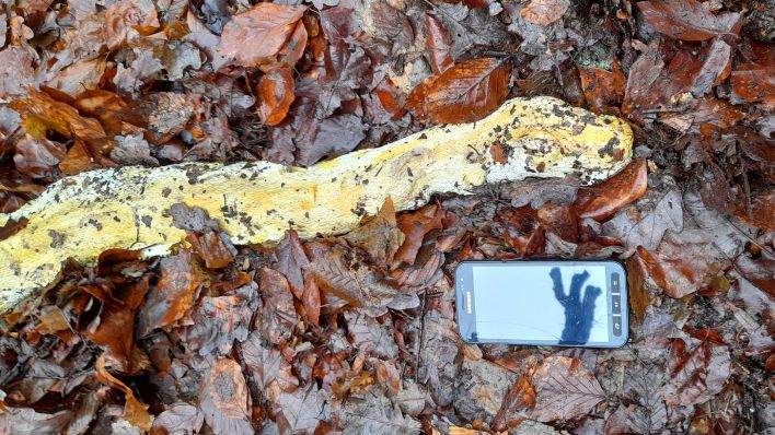 Vier Meter lange Würgeschlange tot in Berliner Hasenheide entdeckt