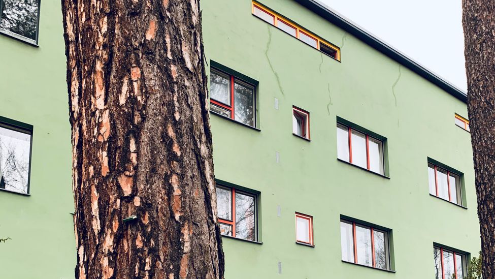 Kiefern und Fensterdetails in der Waldsiedlung Zehlendorf. (Quelle: rbb/Jannis Hartmann)
