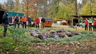 Archivbild: Eine Drueckjagt in Kleinmachnow im November 2023 werden Wildschweine geschossen. (Quelle: Pressestelle Kleinmachnow)