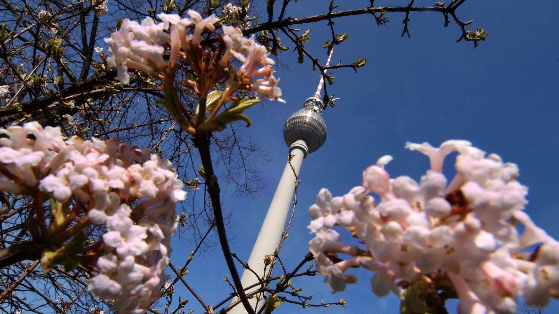 Archivbild: Strahlend blau ist der Himmel über Berlin, vor dem sich ein blühender Strauch unter dem Fernsehturm am Alexanderplatz abzeichnet. (Quelle: dpa/Pilick)