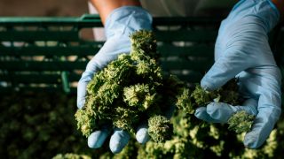 Symbolbild:Ein Mitarbeiter einer Cannabis Indoor-Anlage zeigt Knospen von Cannabispflanzen.(Quelle:picture alliance/Keystone/C.Beutler)