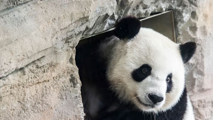 Archivbild:Panda-Dama Meng Meng am 14.08.2019.(Quelle:picture alliance/dpa/P.Zinken)