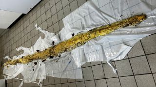 12.02.2024, Berlin: Eine Schlange, die tot in der Hasenheide in Berlin-Neukölln gefunden wurde, liegt ausgebreitet auf einem Fußboden in der Veterinärmedizin des Bezirksamts. (Quelle: Bezirksamt Neukölln/VetLeb)