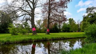 Bäume im Potsdamer Park Sanssouci sind als Teil der Open-Air-Ausstellung "Re:Generation" farblich markiert. Die Ausstellung beschäftigt sich mit der Widerstandsfähigkeit der Bäume gegen die Auswirkungen des Klimawandels. (Quelle: dpa/Kalaene)