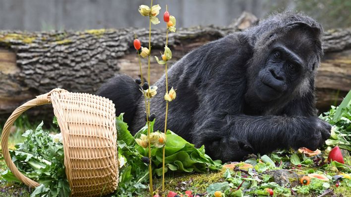 Ältester Gorilla der Welt feiert im Berliner Zoo Geburtstag