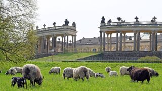 Schafe stehen auf einer Wiese nördlich des Schlosses Sanssouci, um dort zu grasen. Bis November werden insgesamt 150 Tiere auf insgesamt 15 Hektar Grasfläche im Park.(Quelle: picture alliance/Michael Bahlo)