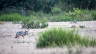 Vier Wolfswelpen tummeln sich im Gras der Döberitzer Heide, einer trägt einen Knochen im Fang. (Quelle: DPA/Ingolf König-Jablonski)