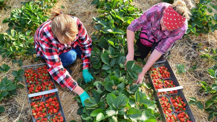 Archivbild: Erntehelferinnen pflücken unter einem Folienzelt in Frankfurt (Oder) (Brandenburg) Erdbeeren. (Quelle: dpa/Pleul)