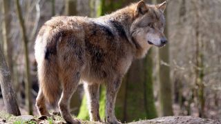 Europaeischer Grauwolf (Quelle: IMAGO / Martin Wagner)