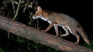 Symbolbild:Ein Fuchs klettert nachts an einem Baumstamm hoch.(QUelle:picture alliance/imagebroker/H.Jegen)