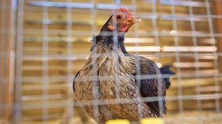 Symbolbild: Ein Huhn der Art 'Altenglischer Zwerg-Kaempfer' steht bei der Messe Gruenen Woche in Berlin hinter Gittern.(Quelle: picture alliance/Florian Gaertner)
