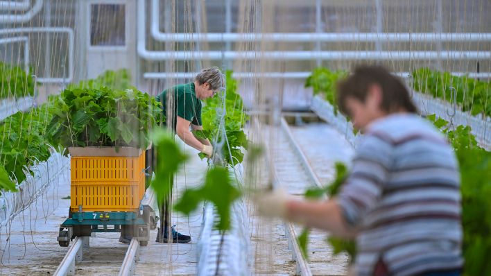 Symbolbild: Gärtnerinnen von der Fontana Gartenbau GmbH stellen in einem beheizten Gewächshaus junge Salatgurkenpflanzen auf Matten mit Steinwolle. (Quelle: dpa/Patrick Pleul)