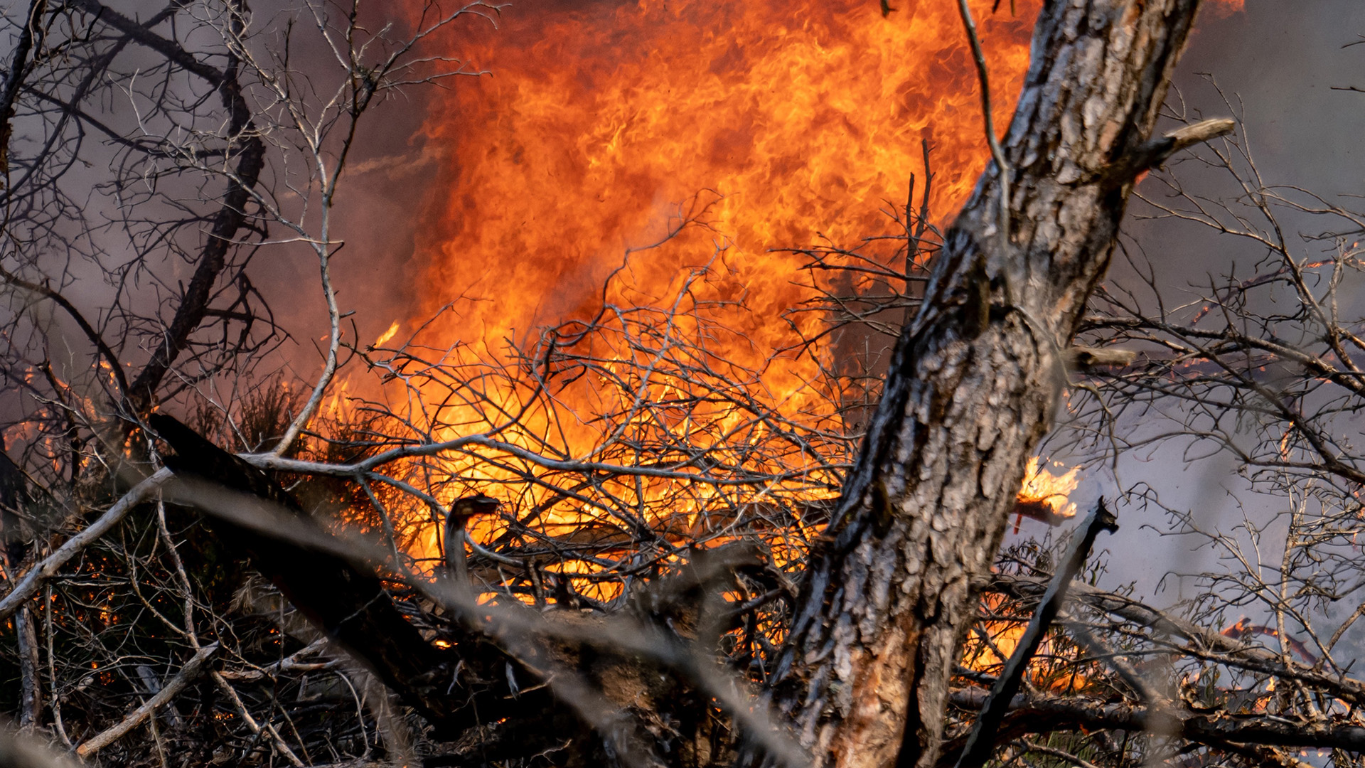 Symbolbild: Flammen schlagen in einem Waldstück. (Quelle: dpa/Fabian Sommer)