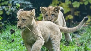 Zwei Löwenjunge im Zoo von Eberswalde (Quelle: DPA/Patrick Pleul)